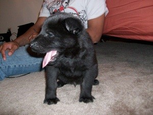 Caring for a 6 Week Old Puppy